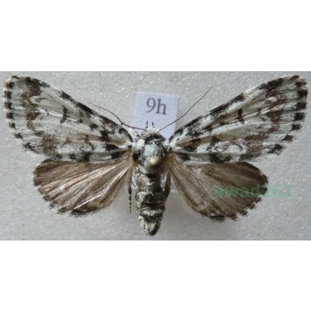 Moma alpium (Osbeck, 1778) Pyszałek orion Czech9h